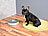 infactory Zeitgesteuerter 6-fach-Katzen- Hunde-Futterspender (Versandrückläufer) infactory Automatische Futternäpfe für Hunde & Katzen