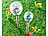 Lunartec Solar-Gartenlichter, multicolour, Crackle-Glas, 27cm, 2er-Set Lunartec Bunte Solar-LED-Wegeleuchten mit Lichtsensoren