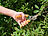 Royal Gardineer Bypass-Gartenschere mit hochwertigen Carbonstahl-Klingen, 19 cm Royal Gardineer Gartenscheren