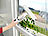Sichler Haushaltsgeräte Akku-Fenstersauger-Set mit Teleskopstab, Versandrückläufer Sichler Haushaltsgeräte Fensterreiniger mit Teleskopstab