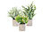 Carlo Milano 3er-Set künstliche Deko-Pflanzen mit Töpfen, je 21, 23 und 26 cm hoch Carlo Milano