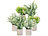 Carlo Milano 6er Set künstlicher Pflanzen inkl. Töpfe, Dekopflanzen für Schreibtisc Carlo Milano Kunstpflanzen im Topf