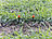 Royal Gardineer 136-teiliges Sprinkler Pflanzen-Bewässerungs-Set, 40 m zuschneidbar Royal Gardineer
