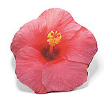 Dekokissen Hibiskus, rose Schlaf-Nackenkissen