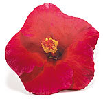 Dekokissen Hibiskus, pink Schlaf-Nackenkissen
