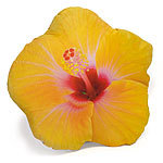 Dekokissen Hibiskus, gelb Schlaf-Nackenkissen