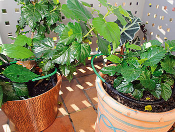 Royal Gardineer Pflanzen-Bewässerungssystem für Balkon & Terrasse