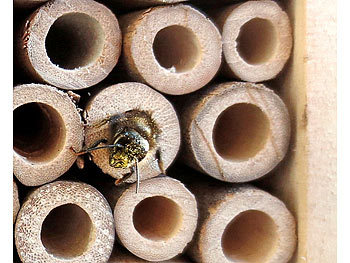 Insektenhotel-Bausatz Nistkasten und Schutz für Nützlinge