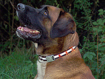 infactory Sicherheitshalsband mit 6 LEDs & Reflektor, für große Hunde