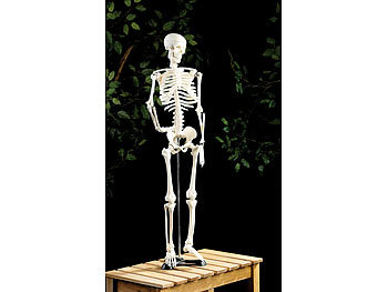 Modell Skelett