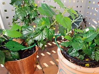 Pflanzen-Bewässerungs-System für Balkon, Terrasse und Gewächshaus