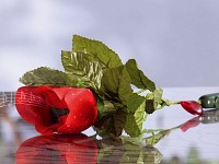 infactory Die singende & sprechende rote Rose infactory 