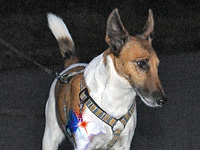 Lunartec Sicherheits-Blinker für ihre Liebsten Lunartec Hunde Leuchthalsbänder