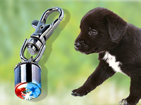 Lunartec Sicherheits-Blinker für ihre Liebsten Lunartec Hunde Leuchthalsbänder