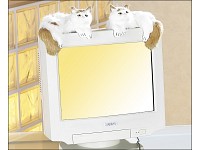 Katzenpaar für Monitore/Röhrenfernseher liegend TFT-Monitore