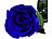 St. Leonhard 2er-Set Infinity-Rosen "blau" mit Stiel, 3 - 5 Jahre haltbar, 28 x 5cm St. Leonhard Infinity-Rosen