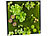 Pflanzenbild: Carlo Milano Vertikaler Wandgarten Ken mit Deko-Ranken, 60 x 60 cm