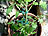 Royal Gardineer Pflanzenbefestigungs-Set mit Pflanzenclips, XXL-Pack, 71-teilig Royal Gardineer Pflanzenclips und -binder