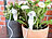 Royal Gardineer Topfpflanzen-Bewässerungs-System mit Tonspitze und Schlauch, 5er-Set Royal Gardineer Pflanzen-Bewässerungstropfen