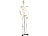 newgen medicals Original Lehrmittel Anatomie Skelett auf Ständer, 85 cm newgen medicals Anatomie Skelette