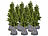 Royal Gardineer 12er-Set XL-Thermo-Topfschutz für Pflanzen, 70x65cm,Drainage,anthrazit Royal Gardineer Thermo-Topfschutze für Kübelpflanzen