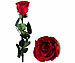 St. Leonhard Rose für die Ewigkeit "rot" mit Stiel, 3 - 5 Jahre haltbar, 28 x 5 cm St. Leonhard Infinity-Rosen erhältlich auf eMall