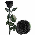 St. Leonhard Infinity-Rose "schwarz" mit Stiel, 3 - 5 Jahre haltbar, 28 x 5 cm St. Leonhard Infinity-Rosen