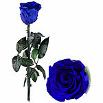 St. Leonhard Infinity-Rose "blau" mit Stiel, 3 - 5 Jahre haltbar, 28 x 5 cm St. Leonhard Infinity-Rosen