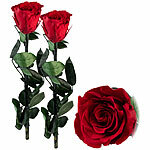 St. Leonhard 2er-Set Rosen für die Ewigkeit "rot" mit Stiel, 3 - 5 Jahre haltbar St. Leonhard Infinity-Rosen