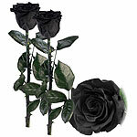 St. Leonhard 2er-Set Infinity-Rosen "schwarz" mit Stiel, 3-5 Jahre haltbar, 28x5cm St. Leonhard Infinity-Rosen