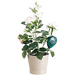 Royal Gardineer Boden-Feuchtigkeitsmessgerät für Pflanzen, 3er-Set Royal Gardineer Pflanzen Feuchtigkeitsmesser 