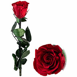 St. Leonhard Rose für die Ewigkeit "rot" mit Stiel, 3 - 5 Jahre haltbar, 28 x 5 cm St. Leonhard Infinity-Rosen 