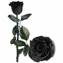 St. Leonhard Infinity-Rose "schwarz" mit Stiel, 3 - 5 Jahre haltbar, 28 x 5 cm St. Leonhard Infinity-Rosen