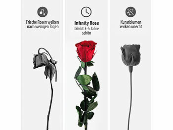 Infinity-Rose zum Heiratsantrag 