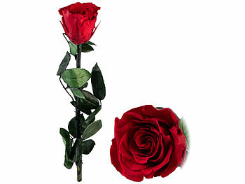 St. Leonhard 4er-Set Rosen für die Ewigkeit "rot" mit Stiel, 3 - 5 Jahre haltbar 