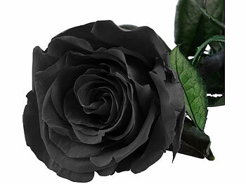 St. Leonhard 2er-Set Infinity-Rosen "schwarz" mit Stiel, 3-5 Jahre haltbar, 28x5cm