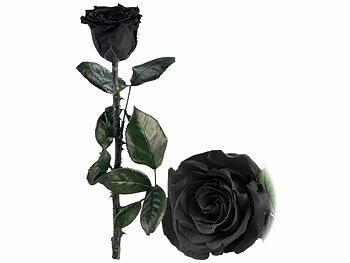 St. Leonhard 2er-Set Infinity-Rosen "schwarz" mit Stiel, 3-5 Jahre haltbar, 28x5cm