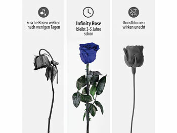 Infinity-Rose zum Valentinstag