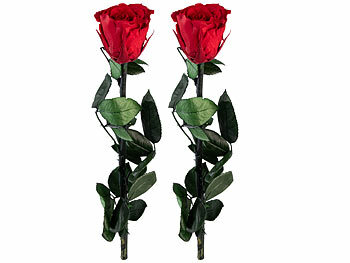St. Leonhard 2er-Set Rosen für die Ewigkeit "rot" mit Stiel, 3 - 5 Jahre haltbar 