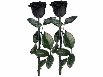 St. Leonhard 2er-Set Infinity-Rosen "schwarz" mit Stiel, 3-5 Jahre haltbar, 28x5cm