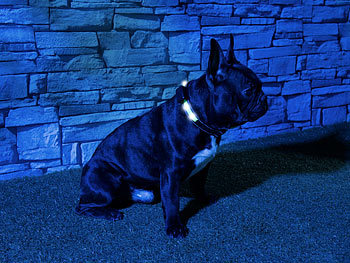 infactory LED-Leuchtband, kinetische Leucht-Funktion, für kleine Hunde & Katzen