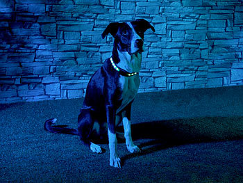 infactory LED-Leuchtband mit kinetischer Leucht-Funktion, für mittelgroße Hunde