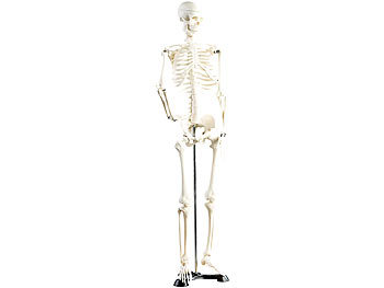 menschliches Skelett: newgen medicals Original Lehrmittel Anatomie Skelett auf Ständer, 85 cm