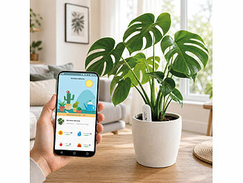 alocasia macrorrhiza albo variegata Alocasia macrorrhizos albo variegata  Ormbunker